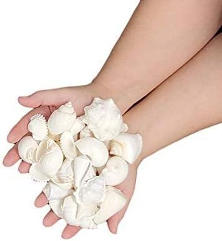 Mix of White Seashells - Set includes 1 Pound White Shells up to 3 inches - Home Decor, Vase Filler, Wedding Centerpiece, Christmas, Craft, Candle Making-Sea Shell Mix in Saudi Arabia