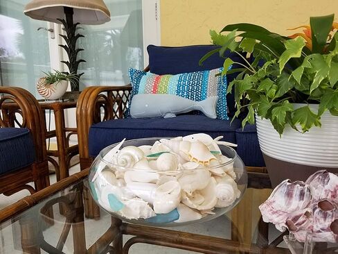 Mix of White Seashells - Set includes 1 Pound White Shells up to 3 inches - Home Decor, Vase Filler, Wedding Centerpiece, Christmas, Craft, Candle Making-Sea Shell Mix in Saudi Arabia