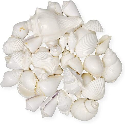 Mix of White Seashells - Set includes 1 Pound White Shells up to 3 inches - Home Decor, Vase Filler, Wedding Centerpiece, Christmas, Craft, Candle Making-Sea Shell Mix in Saudi Arabia