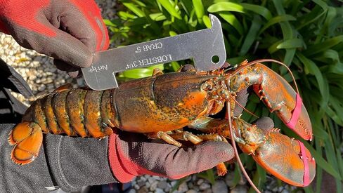 AirFly Crab Gauge - Measure for Dungeness, Rock Crab, Blue Crab, Lobster. Designed in San Francicso, USA (Orange + Aluminum) in Saudi Arabia