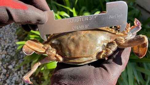 AirFly Crab Gauge - Measure for Dungeness, Rock Crab, Blue Crab, Lobster. Designed in San Francicso, USA (Orange + Aluminum) in Saudi Arabia