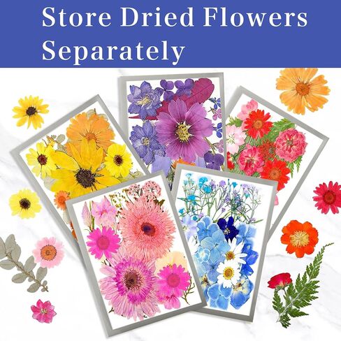 Magnetic Photo Frames with Vacuum Sealer Bag for Dried Flowers Preserve, Extend the Longtime of Dried Fowers, 5PCS Black Large Size for Flowers, Plants Save with Drying Plate in Saudi Arabia