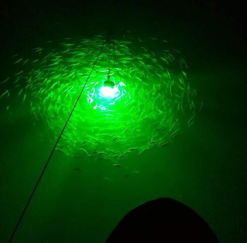 LED Night Fishing Light 12V 108 LEDs 10.8W Underwater Night Fishing Finder Light, 1080LM Green Submersible Fishing Attracting with 5M Power Cord in Saudi Arabia