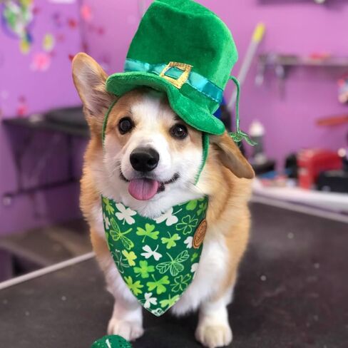 CROWNED BEAUTY St Patricks Day Dog Bandanas Reversible Large 2 Pack, Shake Your Shamrocks Set, Green Plaid Adjustable Triangle Holiday Scarves for Medium Large Extra Large Dogs Boy Girl Pets DB156-L in Saudi Arabia