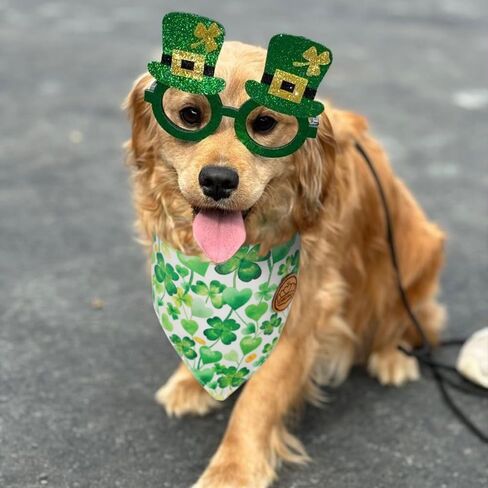 CROWNED BEAUTY St Patricks Day Dog Bandanas Reversible Large 2 Pack, Shake Your Shamrocks Set, Green Plaid Adjustable Triangle Holiday Scarves for Medium Large Extra Large Dogs Boy Girl Pets DB156-L in Saudi Arabia