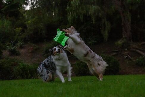 Chuckit! Dog Balls EcoFetch Fetch Toy, Medium (2.5 Inch Diameter) Pack of 3, Tough and Durable for Breeds 20-60 lbs Chuck It Tennis in Kuwait