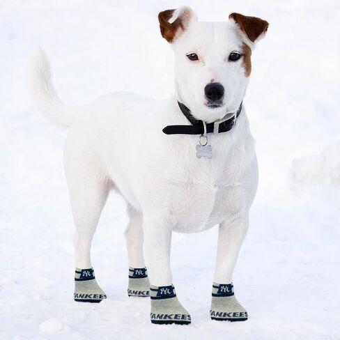 MLB Los Angeles Dodgers Anti Slip Dog Socks with Elastic Ribbed Top, Size X-Small/Small. Indoor/Outdoor Socks, Best Dog Paw Protector, 2 Pairs of Pet Socks with Your Favorite Baseball Sports Team in Saudi Arabia