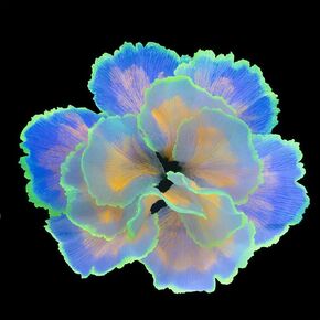 زخارف خزان السمك متوهجة زهرة الحوض الزخارف النباتات المائية النباتات بيتا دبابة السمك ديكور زخرفة السيليكون الاصطناعي مع تأثير متوهج لزخرفة المناظر الطبيعية خزان الأسماك (الوردي) in Kuwait