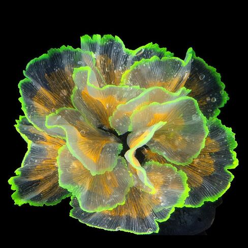 زخارف خزان السمك متوهجة زهرة الحوض الزخارف النباتات المائية النباتات بيتا دبابة السمك ديكور زخرفة السيليكون الاصطناعي مع تأثير متوهج لزخرفة المناظر الطبيعية خزان الأسماك (الوردي) in Kuwait