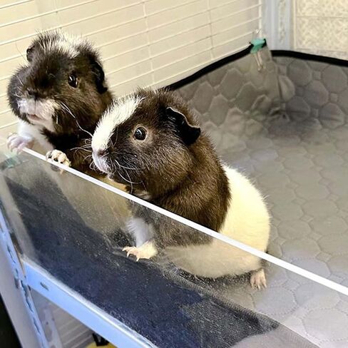 2 Pack-Guinea Pig Cage Liner, Washable Pee Pads for Guinea Pigs, Rabbit, Chinchilla, Bunny, Fast Absorbing& Reusable Waterproof Mat, Small Animal Cages Bedding Odor Control-19*30 Inch in Saudi Arabia
