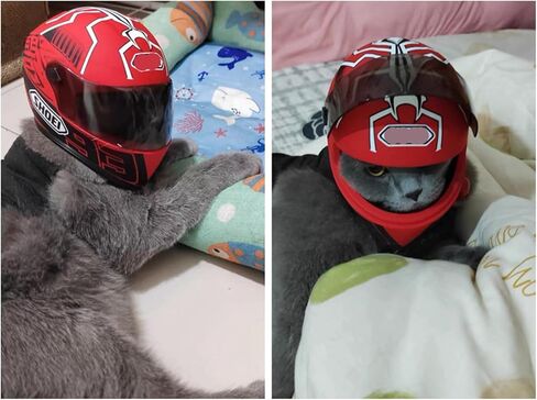 Pet Motorcycle Helmet Dog/Cat Full Face Motorcycle Helmet Outdoor Motorcycle Bike Riding Helmet Hat for Cat Dog Doggie Puppy Kitten Pet Supplies Racing Car Fan Collectible Small Gift (Black) in Saudi Arabia
