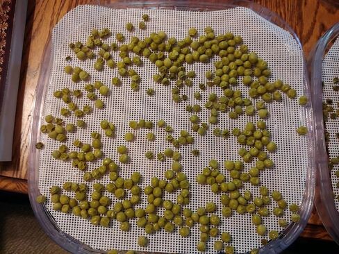 Silicone Dehydrator Sheets, Premium Non Stick Dehydrator Mats, Fruit Dryer Mesh for Food Dehydrator, 6pc, 12 x 13 inch in Kuwait