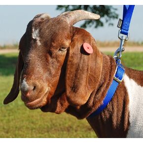 Weaver Leather NYL CLR Goat 3/4IN MD BL &