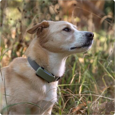 Tractive GPS Dog 6 Tracker Cover - Olive in Saudi Arabia