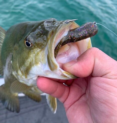 Mini Pro Tube Head - 4 Pack - Finesse Bass Fishing - Finesse Tube Jig Head - خطاف حاد للغاية in Kuwait