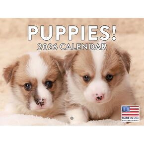 Rottweiler Calendar 2025 شهرية الحائط التقويم 12 شهرًا | صنعت أمريكية في الولايات المتحدة الأمريكية in Kuwait