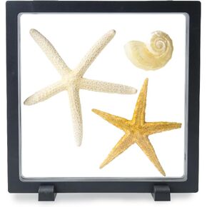 7" Floating Display Frame, Clear Display Case for Jewelry, Fossils, Rocks, Specimen, Shark Tooth, Freestanding Collectible Holder Stand
