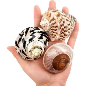 QICQDRAM Boutique Hermit Crab Shells Large 2.9"-3.3" Natural Hermit Crab Shells Opening Size 1.2" - 2" for Hermit Crab Turbo Growth Shells Hermit Crab Supplies