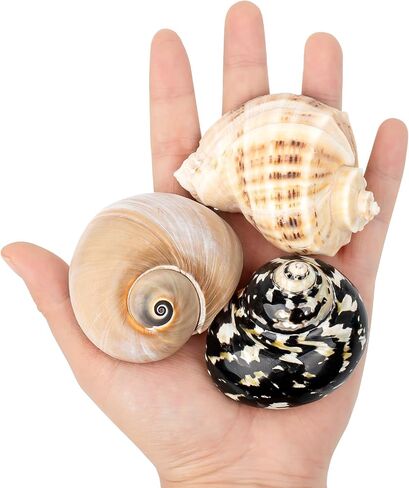 QICQDRAM Boutique Hermit Crab Shells Large 2.9"-3.3" Natural Hermit Crab Shells Opening Size 1.2" - 2" for Hermit Crab Turbo Growth Shells Hermit Crab Supplies in Kuwait