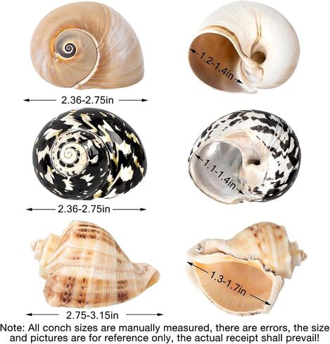 QICQDRAM Boutique Hermit Crab Shells Large 2.9"-3.3" Natural Hermit Crab Shells Opening Size 1.2" - 2" for Hermit Crab Turbo Growth Shells Hermit Crab Supplies in Kuwait