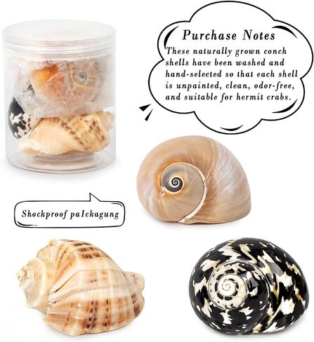 QICQDRAM Boutique Hermit Crab Shells Large 2.9"-3.3" Natural Hermit Crab Shells Opening Size 1.2" - 2" for Hermit Crab Turbo Growth Shells Hermit Crab Supplies in Kuwait