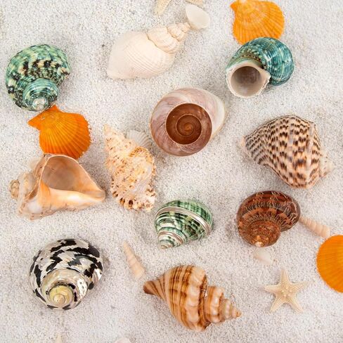 QICQDRAM Boutique Hermit Crab Shells Large 2.9"-3.3" Natural Hermit Crab Shells Opening Size 1.2" - 2" for Hermit Crab Turbo Growth Shells Hermit Crab Supplies in Kuwait