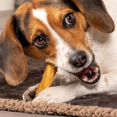 Pet Factory 100% Made in USA Beefhide 5" Chip Rolls Dog Chew Treats - Chicken Flavor, 5 Count/1 Pack in Kuwait