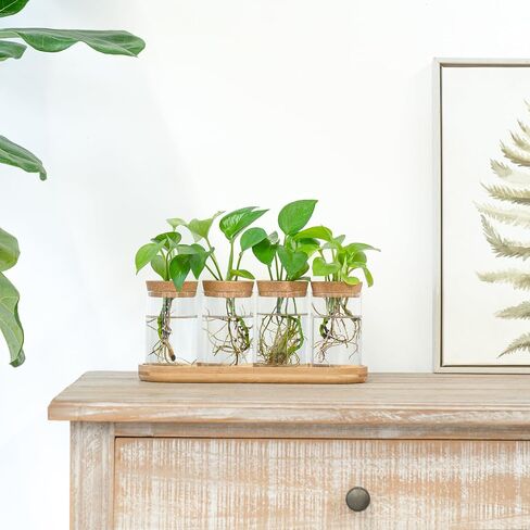 Dahey Plant Propagation Terrarium Desktop Glass Planter Station Water Planting Glass Vase with Lid and Wooden Stand for Propagating Hydroponic Plants Centerpiece Office Home Garden Decor, 3 Pcs in Saudi Arabia