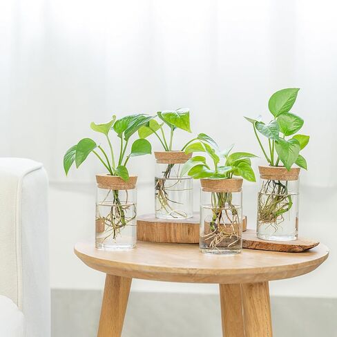 Dahey Plant Propagation Terrarium Desktop Glass Planter Station Water Planting Glass Vase with Lid and Wooden Stand for Propagating Hydroponic Plants Centerpiece Office Home Garden Decor, 3 Pcs in Saudi Arabia