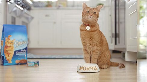 9Lives Daily Essentials Dry Cat Food With Chicken, Beef & Salmon Flavors, 20 lb Bag in Saudi Arabia