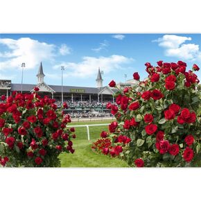 Kentucky Derby Photography Backdrop Run to The Rose Churchill Downs Horse Race Party Banner for Celebratory Parties Outdoor Barbecue Parties Interior Wall Decoration 10x8ft (300x240cm)