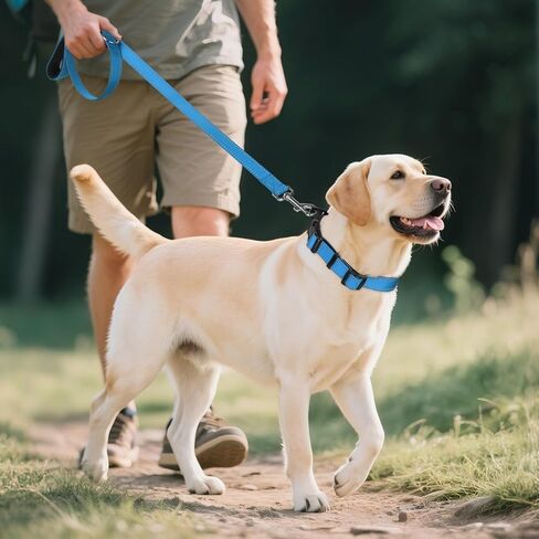 Joytale Reflective Dog Collar, Adjustable Neoprene Padded, Teal L in Saudi Arabia
