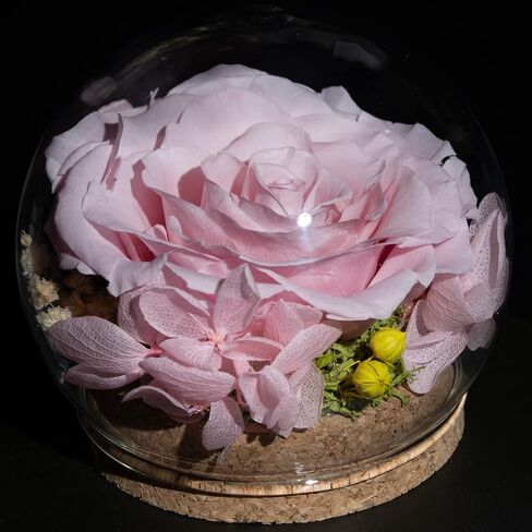 Preserved Real Rose in a Circular Glass Cover， with Wooden Base, a Gift for Valentine's Day, Mother's Day Christmas, Anniversary, Girlfriend Birthday（Blue） 1 pcs 10 cm in Saudi Arabia