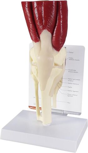 GPI Anatomicals - نموذج الكتف العضلي، مفصل الكتف الأيمن مع نموذج العضلات للتشريح البشري، تعليم علم وظائف الأعضاء، نموذج التشريح لمكتب الطبيب والفصول الدراسية، مصادر التعلم الطبي in Kuwait