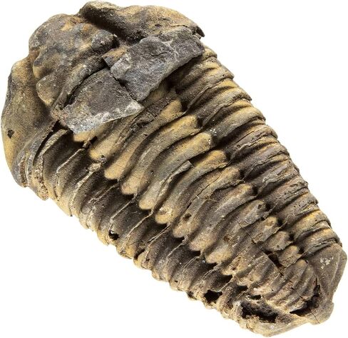 KALIFANO Authentic Prehistoric Dinosaur Coprolite Feces Trace Fossil - Fossilized Dinosaur Dung Poop Coprolite from Madagascar (Information Card Included) in Kuwait