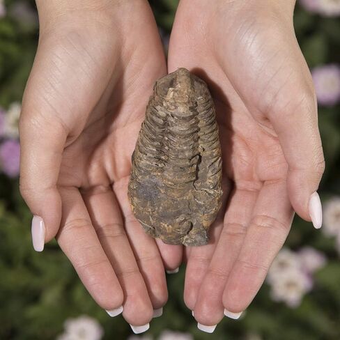 KALIFANO Authentic Prehistoric Dinosaur Coprolite Feces Trace Fossil - Fossilized Dinosaur Dung Poop Coprolite from Madagascar (Information Card Included) in Kuwait