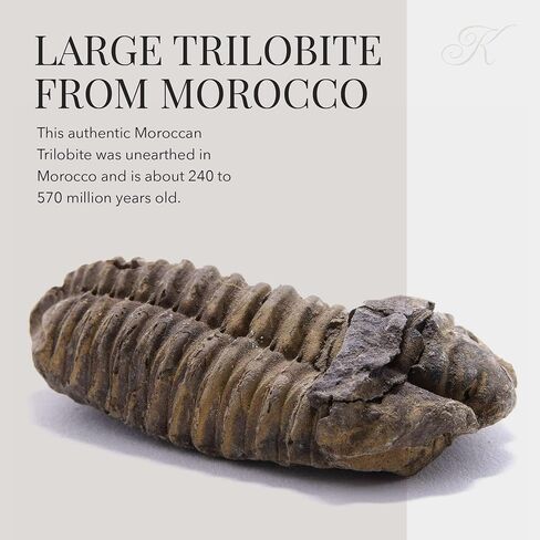KALIFANO Authentic Prehistoric Dinosaur Coprolite Feces Trace Fossil - Fossilized Dinosaur Dung Poop Coprolite from Madagascar (Information Card Included) in Kuwait