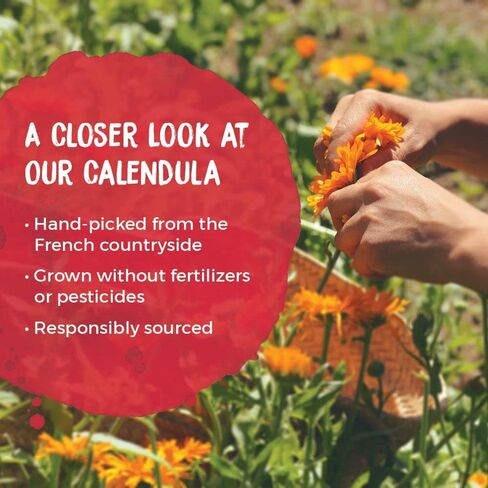 Boiron Calendula Cream for First Aid, Minor Burns, Cuts, Scrapes, Insect Bits and Sunburn - 2.5 oz in Kuwait