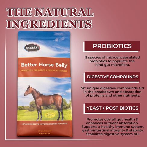 1.1LB Better Horse Belly in Kuwait