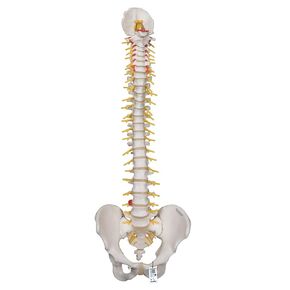 3B Scientific A58/6 Deluxe Flexible Spine Model with Femur Heads, 32.7" Height
