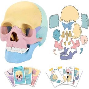 New Anatomy Skull Model, 17 Part Puzzle of Human Anatomy Skull, 10 Skull Knowledge Flash Cards, Detachable Palm Sized Mini Human Medical Skull Model, Medical Clinic Teaching Equipment, STEM for Kids
