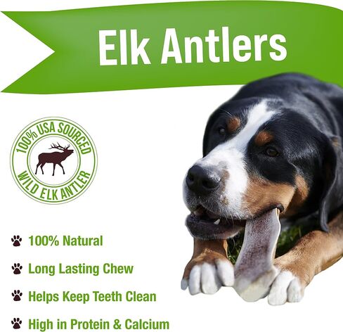 Buck Bone Organics Dog Chews, Elk Antlers for Dogs, Long Lasting Dog Bones for Aggressive Chewers, All Natural, No Preservatives, Wild Shed in The USA (Large 2 Pack) in Saudi Arabia
