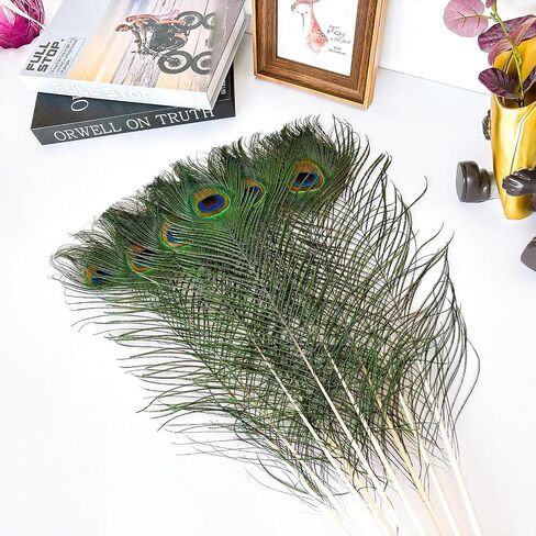 Piokio 50 pcs Peacock Feathers in Bulk 10-12 inch(25-30 cm) Bulk for DIY Craft, Wedding, Mardi Gras Decoration in Kuwait