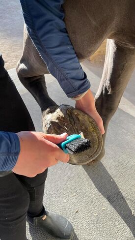 Macmaxe Ergonomic Horse Hoof Brush مع اختيار الصلب المقاوم للصدأ الشاق والشعيرات النايلون المتينة-مثالية لرعاية الحافر ، وسهلة التنظيف ومناسبة للمبتدئين والركاب المتقدمين (الأزرق) in Kuwait