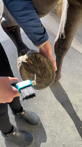 Macmaxe Ergonomic Horse Hoof Brush مع اختيار الصلب المقاوم للصدأ الشاق والشعيرات النايلون المتينة-مثالية لرعاية الحافر ، وسهلة التنظيف ومناسبة للمبتدئين والركاب المتقدمين (الأزرق) in Kuwait