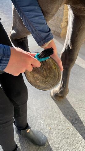 Macmaxe Ergonomic Horse Hoof Brush مع اختيار الصلب المقاوم للصدأ الشاق والشعيرات النايلون المتينة-مثالية لرعاية الحافر ، وسهلة التنظيف ومناسبة للمبتدئين والركاب المتقدمين (الأزرق) in Kuwait