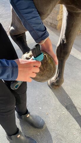 Macmaxe Ergonomic Horse Hoof Brush مع اختيار الصلب المقاوم للصدأ الشاق والشعيرات النايلون المتينة-مثالية لرعاية الحافر ، وسهلة التنظيف ومناسبة للمبتدئين والركاب المتقدمين (الأزرق) in Kuwait