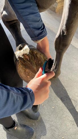 Macmaxe Ergonomic Horse Hoof Brush مع اختيار الصلب المقاوم للصدأ الشاق والشعيرات النايلون المتينة-مثالية لرعاية الحافر ، وسهلة التنظيف ومناسبة للمبتدئين والركاب المتقدمين (الأزرق) in Kuwait