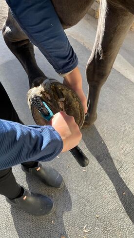 Macmaxe Ergonomic Horse Hoof Brush مع اختيار الصلب المقاوم للصدأ الشاق والشعيرات النايلون المتينة-مثالية لرعاية الحافر ، وسهلة التنظيف ومناسبة للمبتدئين والركاب المتقدمين (الأزرق) in Kuwait