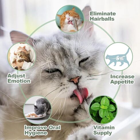 كرات Cat Nip Ball Catnip لألعاب Cat nip للقطط الداخلية كرات النعناع البسيطة التي تلتصق على الحائط 5 قطعة (3 كرات من النعناع البري ، 2 كرات المرارة) مع كراتين Catnip بديلين كحاضرين in Saudi Arabia